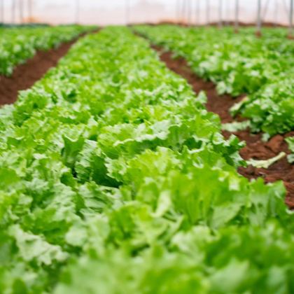 Tunnel agriculture beds