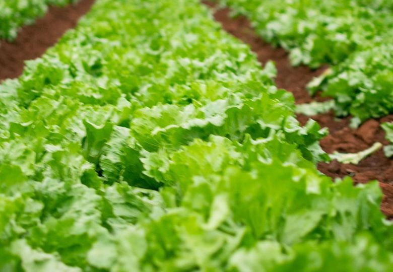 Rows of leafy vegetables under protected agriculture tunnels.